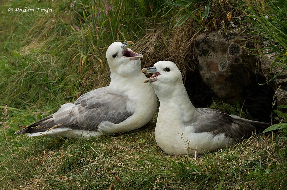 Fulmar boreal (Fulmarus glacialis)